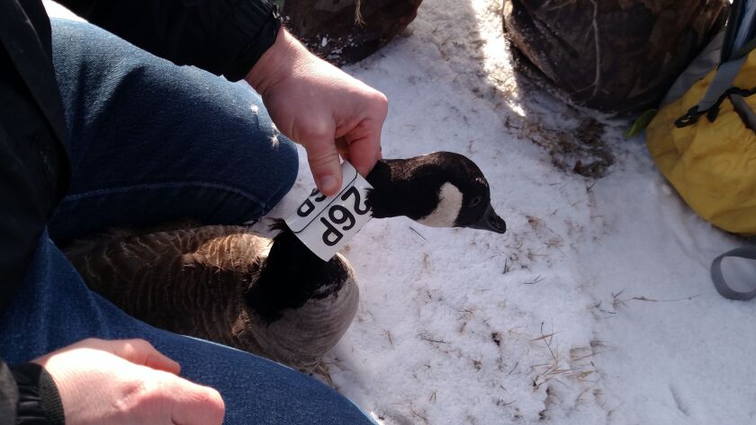banding02_17_161stneckcollar_600x337.jpg