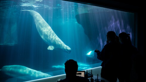 Belugas, which recently arrived from Canada, swim around a tank at the Shedd Aquarium.
