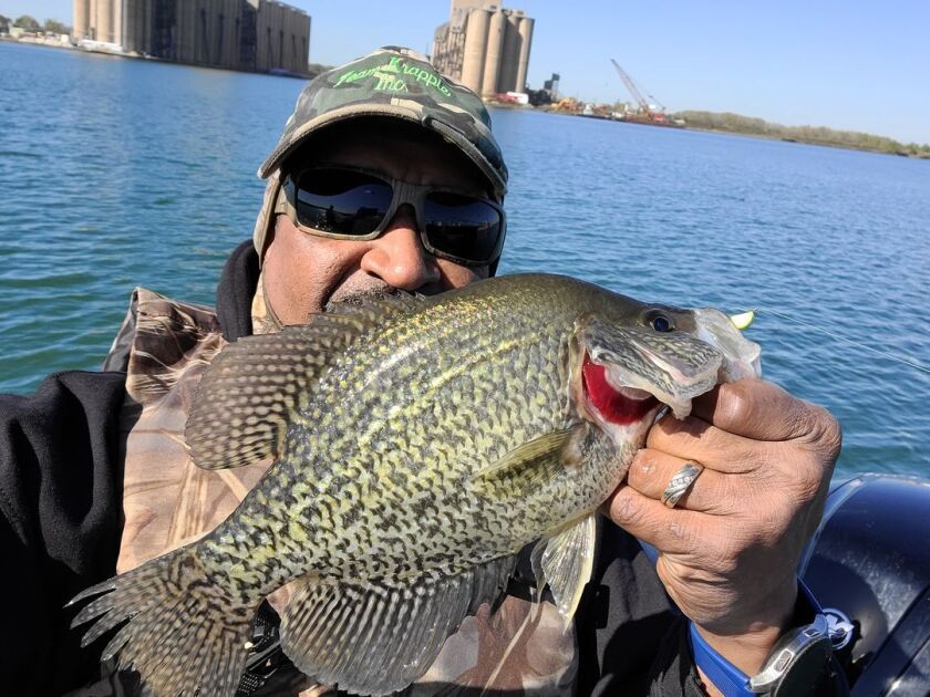 Calumet system crappie. Provided by BoRabb Williams