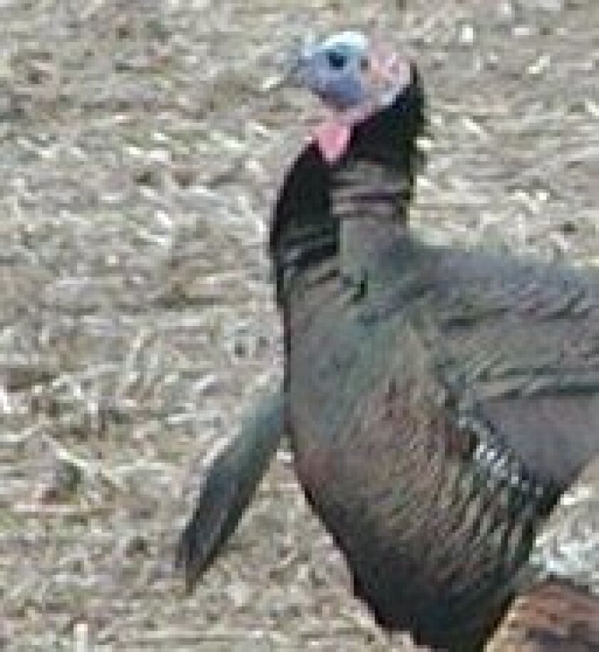 File photo of a wild turkey and its beard. Credit: Dale Bowman