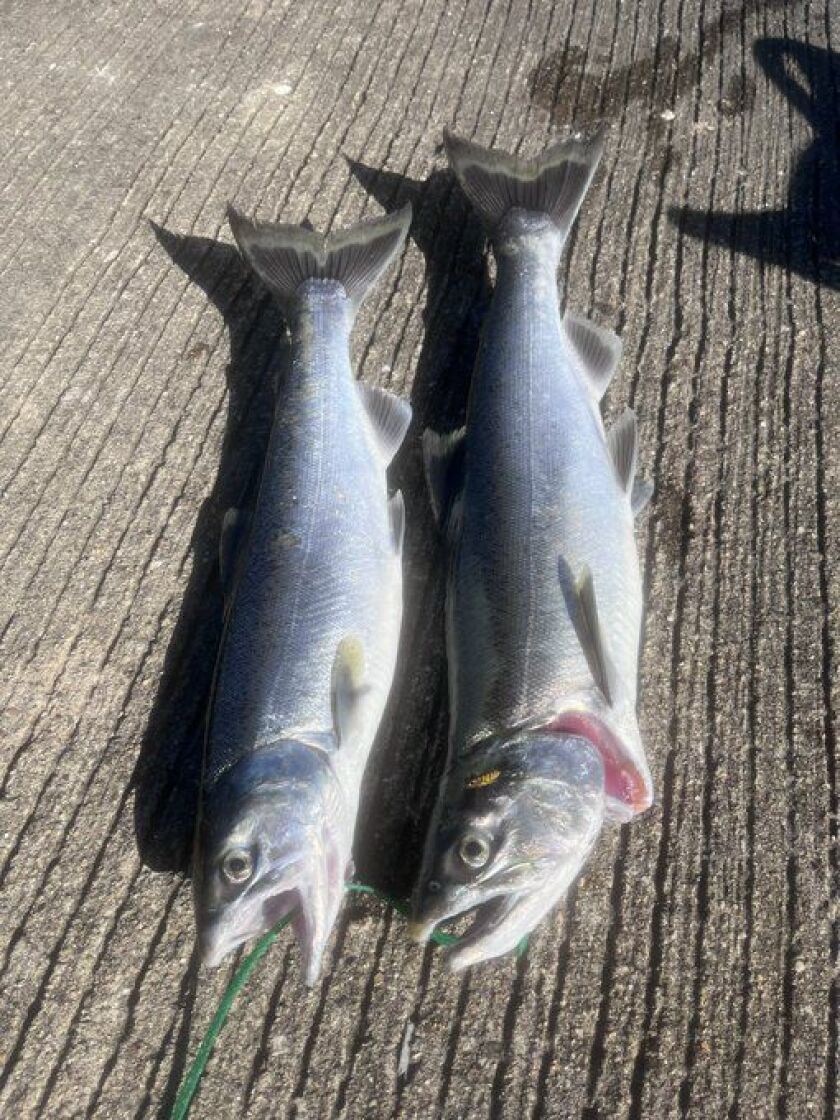 Early coho salmon on the Chicago lakefront. Provided by Quinn Wunar