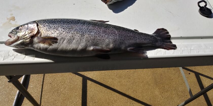 A surprisingly big rainbow trout of 18 3⁄4 inches weighing 2 pounds, 11 ounces caught on opening weekend of Illinois’ spring trout season. Photo provided by Bob Lubek