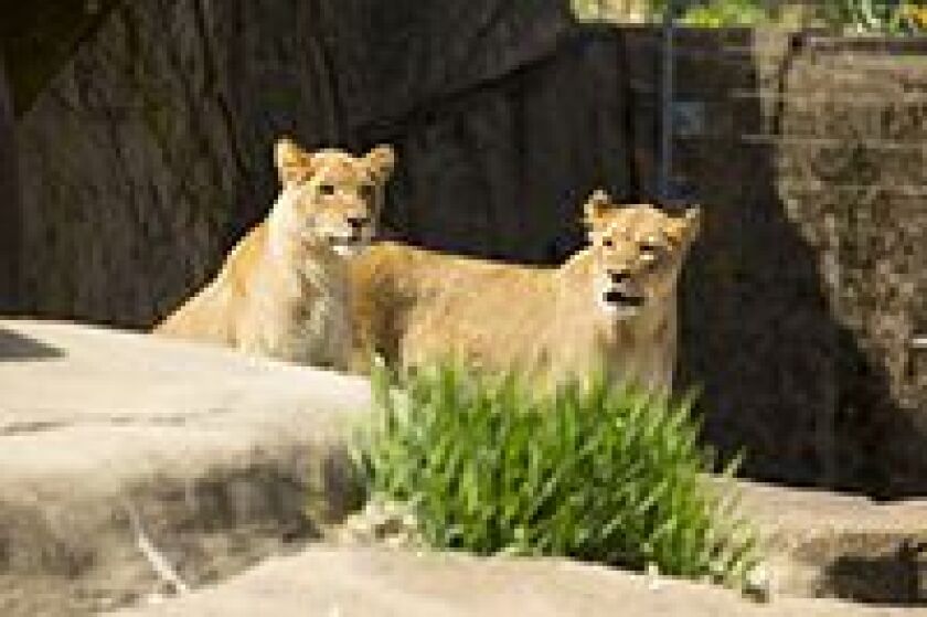 Two African lionesses will live with Sahar at the Kovler Lion House. | © Todd Rosenberg Photography 2015