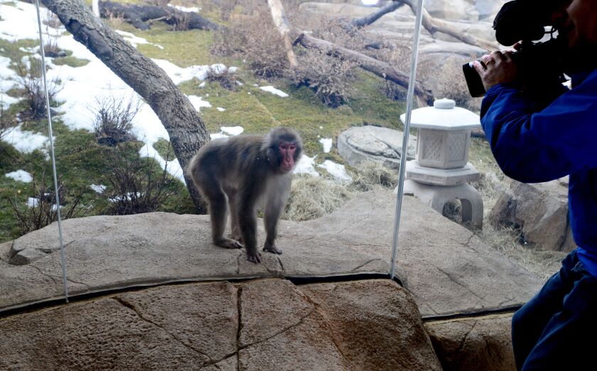 A Japanese Macaque Monkey poses at the new Regenstein Macaque Forest at Lincoln Park Zoo.