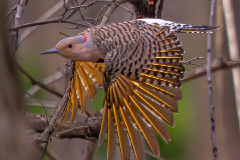 Flickinger Falcons Chicago outdoors: Pic of a flicker flight, a sailing Chinook and the ...