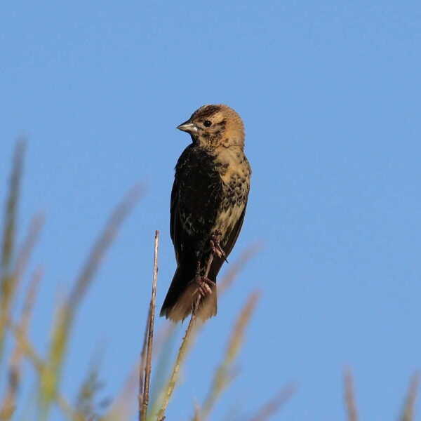 A rare bobolink with male and female plumage divided down the middle of its body