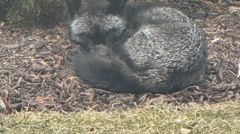 A melanistic red fox in Northbrook, taking a rest.