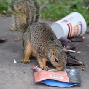 A squirrel in Denver eats a package of salmon. | Courtesy of Steve Sullivan