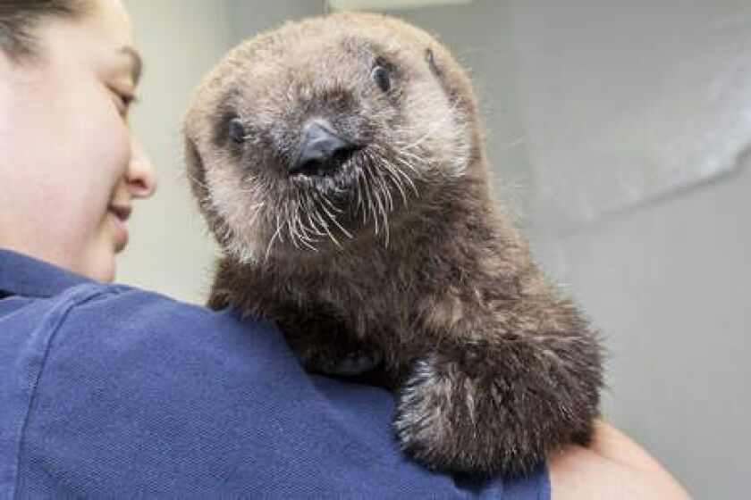 <small><strong>Photo courtesy of Brenna Hernandez/Shedd Aquarium</strong></small>