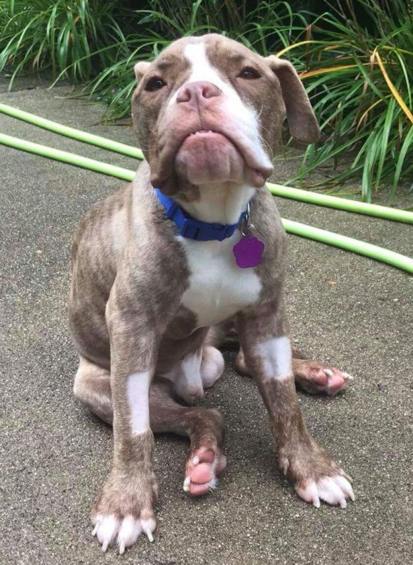 Ethan has made progress in his recovery, according to one of the vets who treated him, Dr. Peter Sakas. | Provided