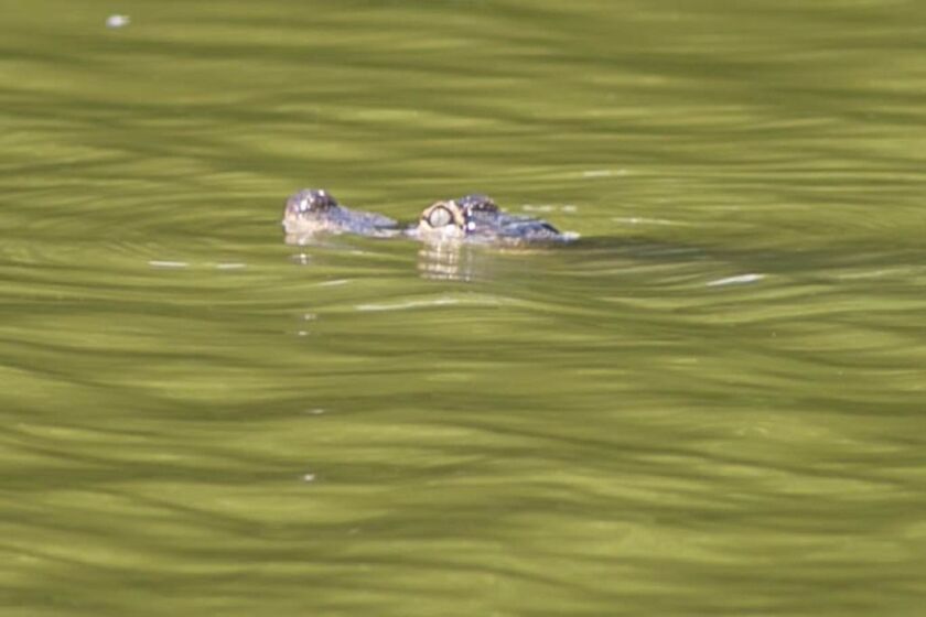 An alligator swims in the Humboldt Park Lagoon on July 10, 2019.