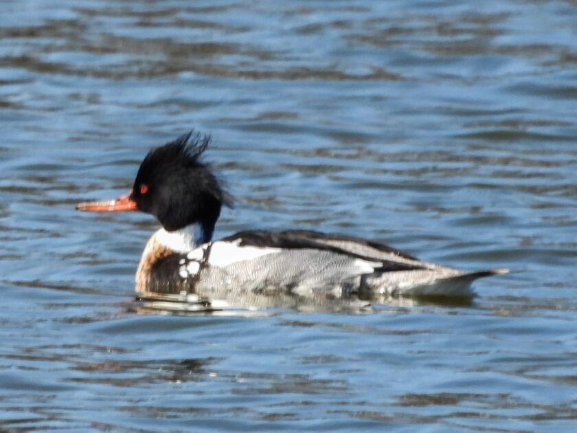 A red-breasted merganser with a ragged crest spotted in the western suburbs. Provided by Dr. Elizabeth Pector