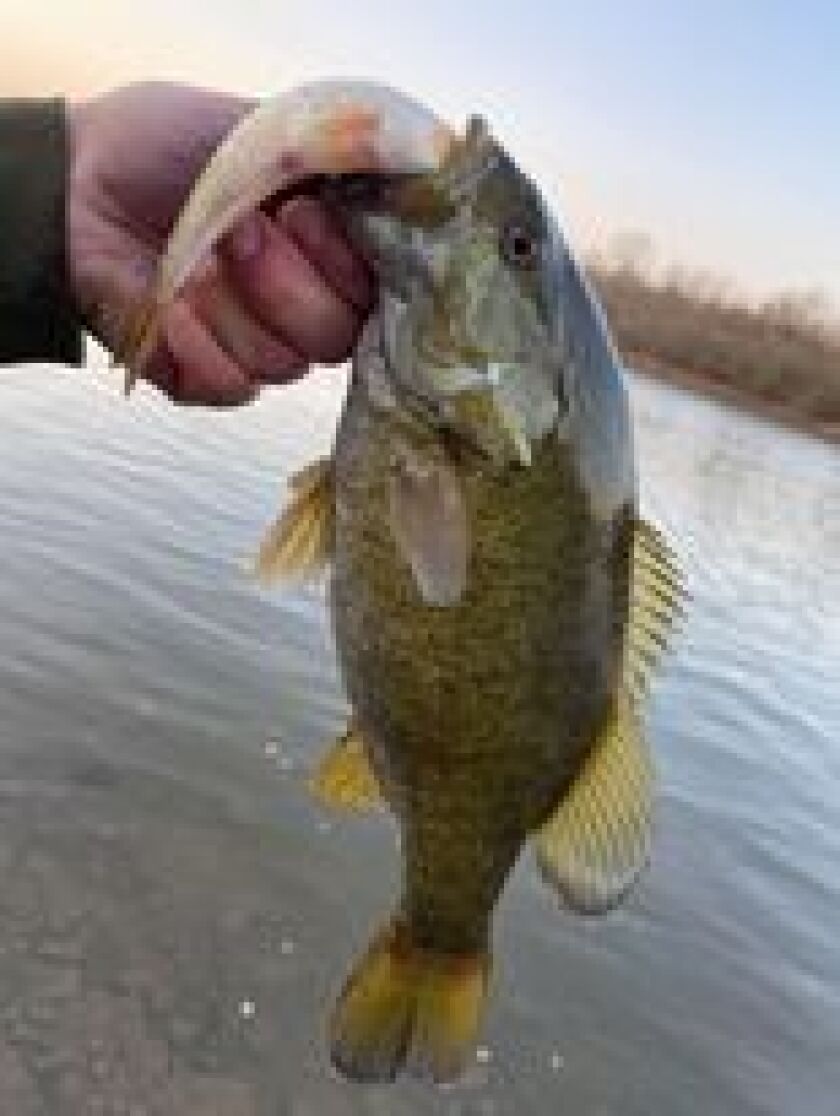 Kankakee River smallmouth bass. Provided by Chris Strand