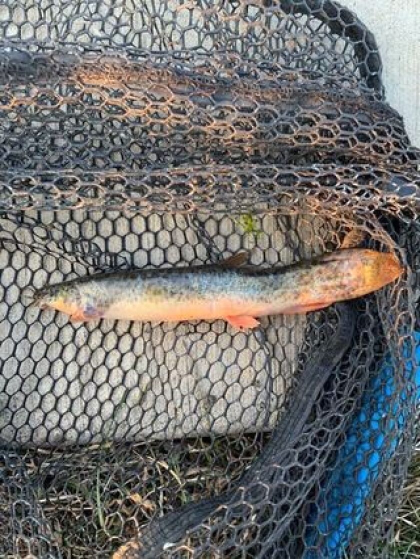 A loach caught at River Park near the confluence of the North Branch of the Chicago River and the North Shore Channel. Provided by George Watford