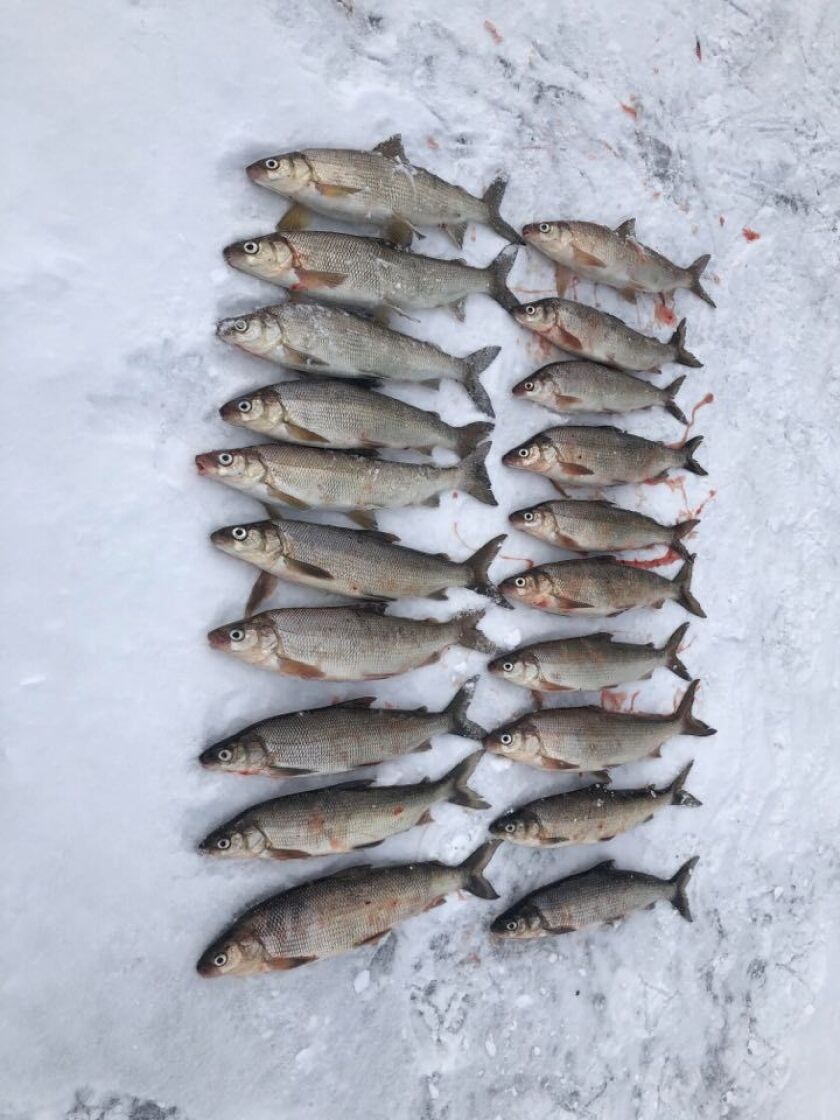 There’s been good whitefish on Sturgeon Bay. Provided by Jeremy Jakiel