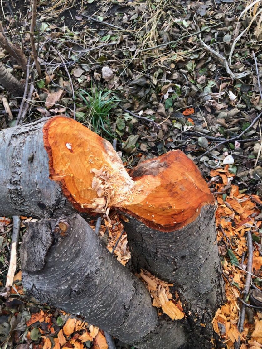 George Peters found the work of busy beavers along the Kankakee River. Provided photo