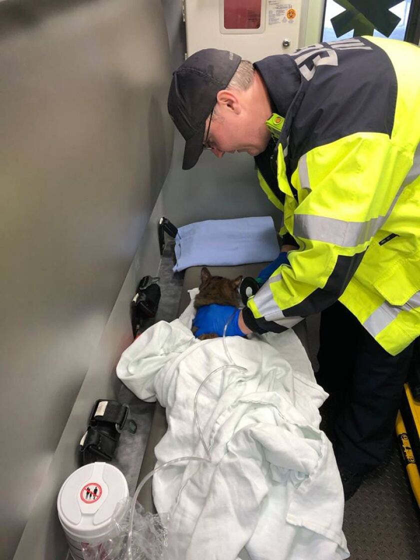 A cat is treated with oxygen after being rescued from a house fire in the 800 block of Buckeye Street | Elgin Fire Department