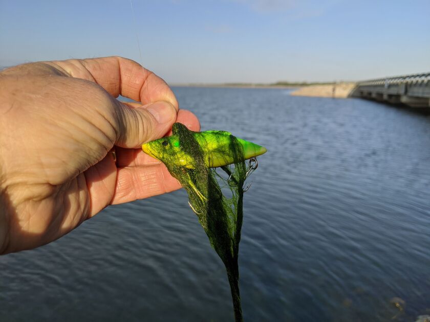 Shoreline moss has come early this year at Heidecke Lake. Credit: Dale Bowman