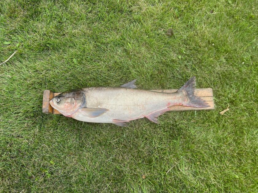 The 38.3-inch silver carp removed from Lake Calumet on Aug. 4 after angler Cody Bertrand notified the U.S. Army Corps of Engineers that he had seen one while practicing for a bass tournament. Provided by the Illinois Department of Natural Resources