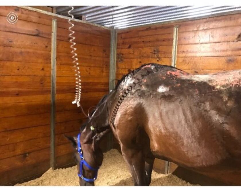 A goFundMe page has been set up for Spencer, one of the horses injured in a barn fire that left 18 animals dead early Wednesday in Plainfield. | GoFundMe
