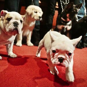 A bulldog, from left, a golden retriever, a French bulldog, a German shepherd and a Labrador retriever represent the five most popular breeds in AKC rankings. | AP file photo