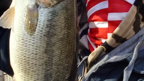 Largemouth bass from the Chicago River. Provided photo