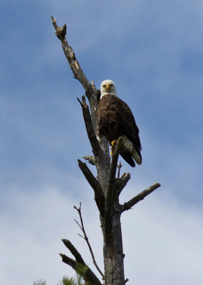 eagle2015_428x600.jpg