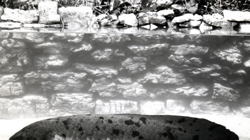 Granddad, the late Australian lungfish at the Shedd Aquarium. Credit: Shedd Aquarium