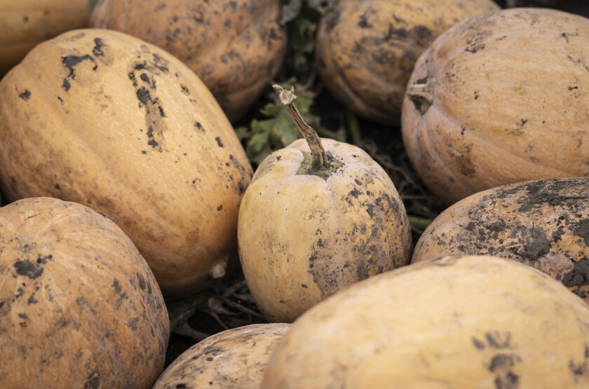 STEINBERGPUMPKINS_261018-01.jpg
