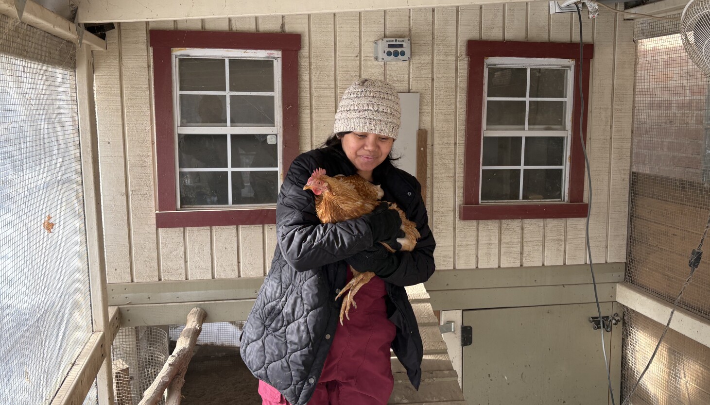 Ald. Lopez wants stricter regulations on backyard chickens Ald. Lopez wants stricter regulations on backyard chickens