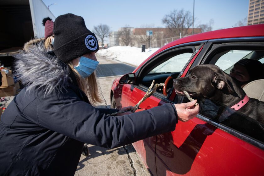 Linda Wyka, president of Fetching Tails Foundation, gives Gucci Rosé a treat during the Cook County Sheriff’s Office’s drive-up pet food pantry.