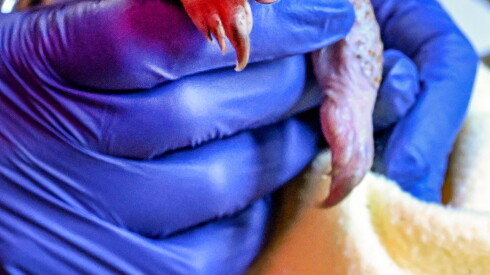 A new pangolin pup at Brookfield Zoo Chicago, born June 8, 2026.