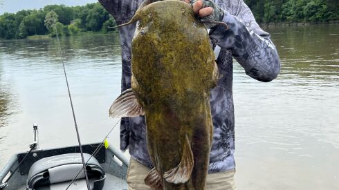 A vertical hold by David King with his big flathead catfish, caught on the Kankakee River.