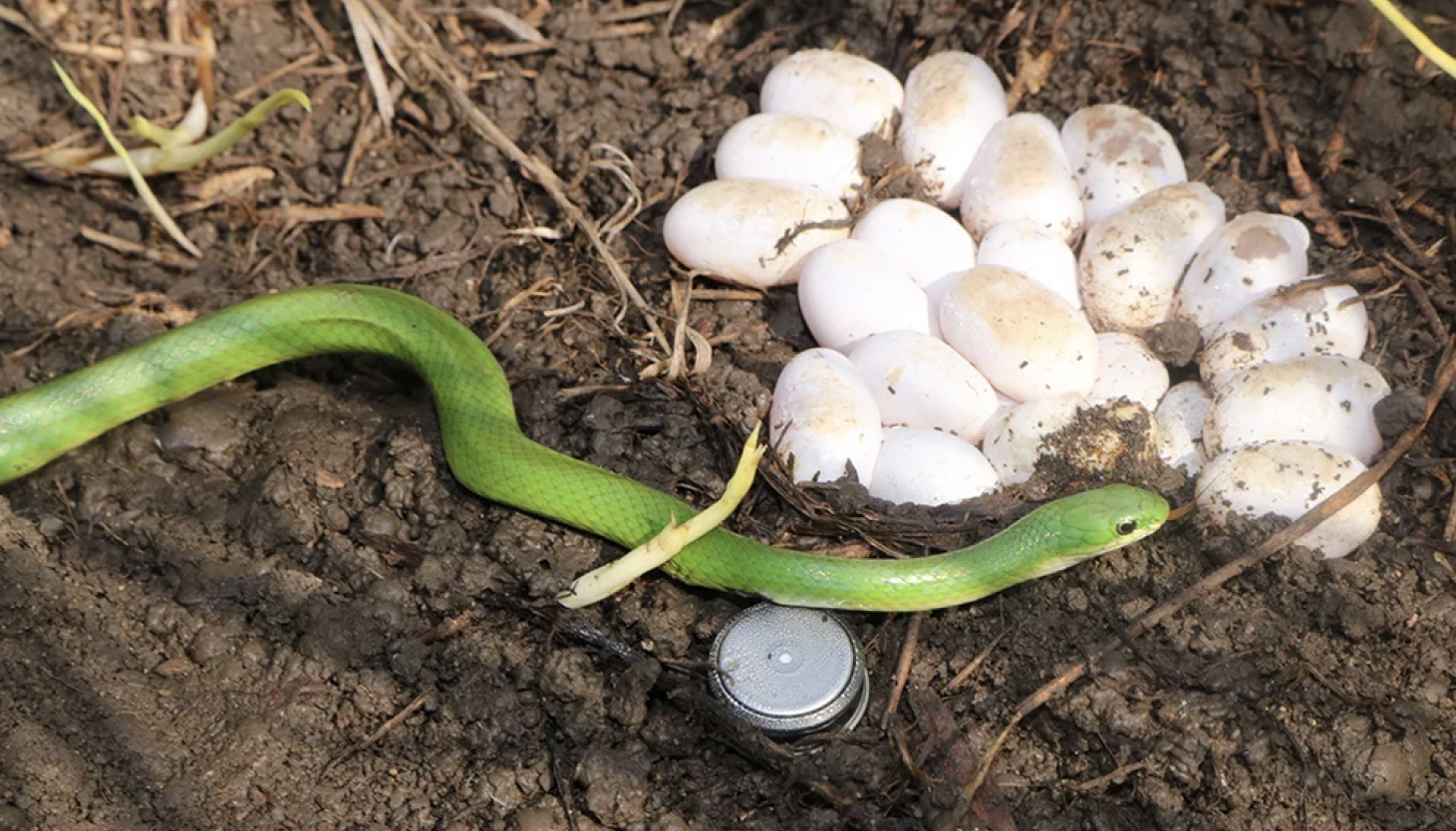 Tiny snake native to Illinois prairies facing new potential hurdles in Chicago region and beyond
