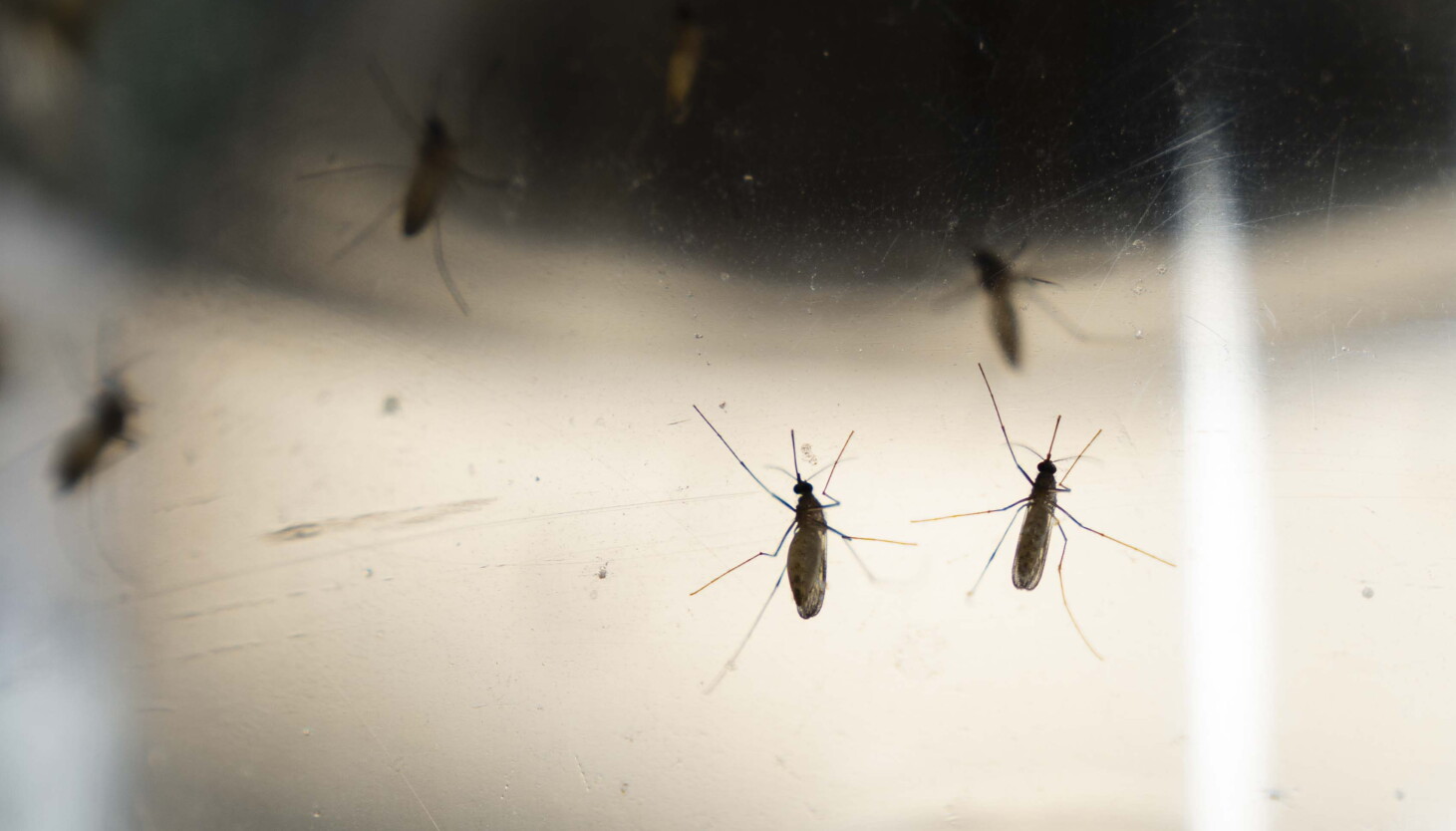 Chicago just had its first West Nile death of the year. Here’s how to protect yourself.