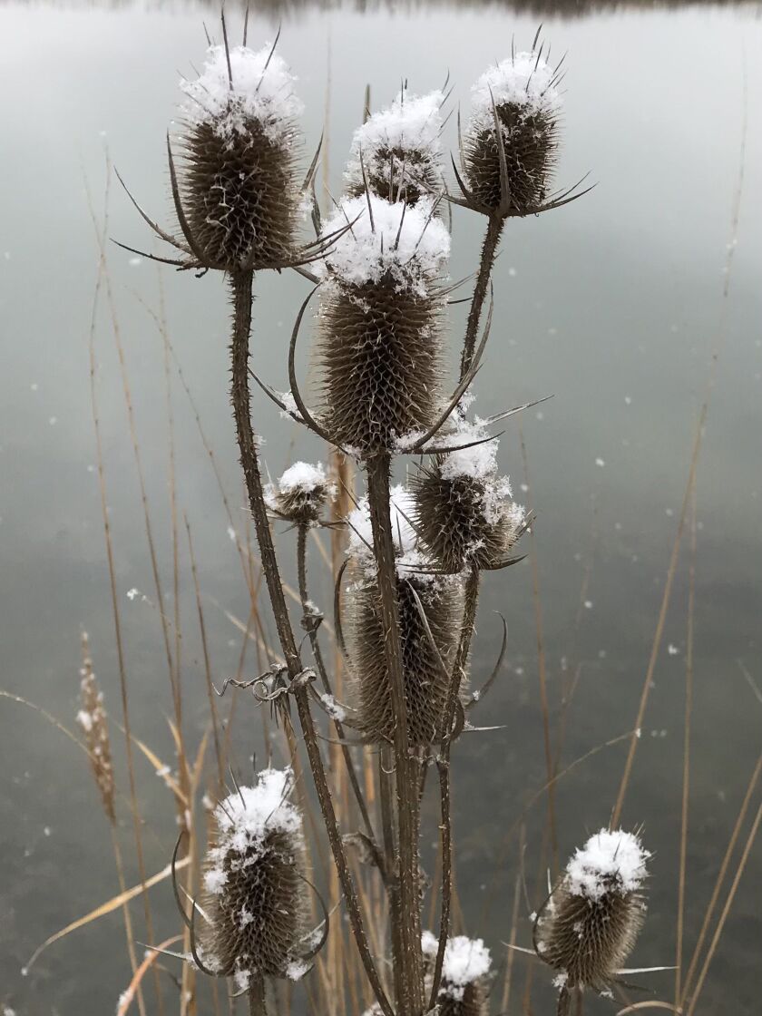 Even in a mild winter, the stark beauty of winter shows up. Credit: Ken “Husker’ O’Malley