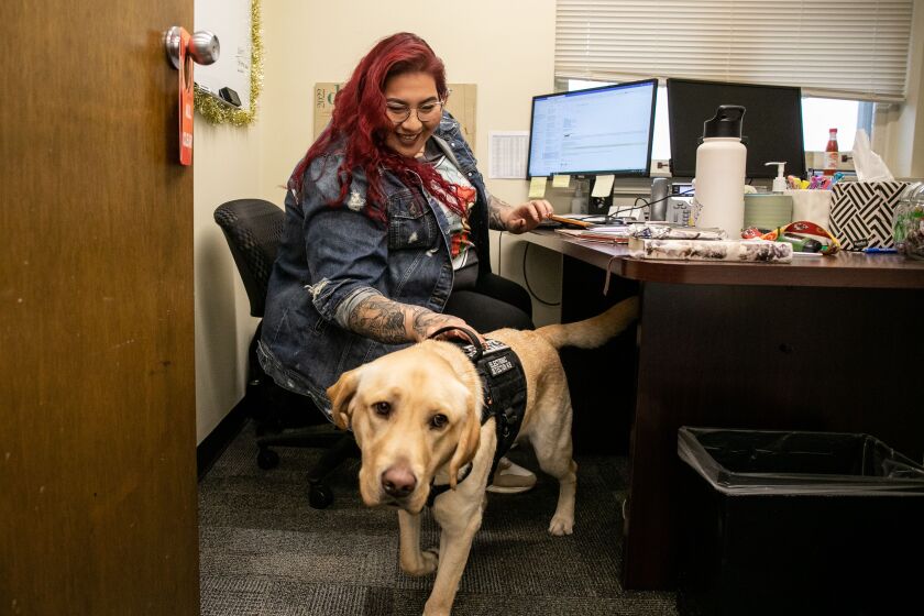New K-9 Electronics for the Cook County Sheriff's Office Has a Nose for Crime Cindy Gonzalez, anti-trafficking specialist with the Cook County Sheriff's Office, Boone Pets at work in Maywood.