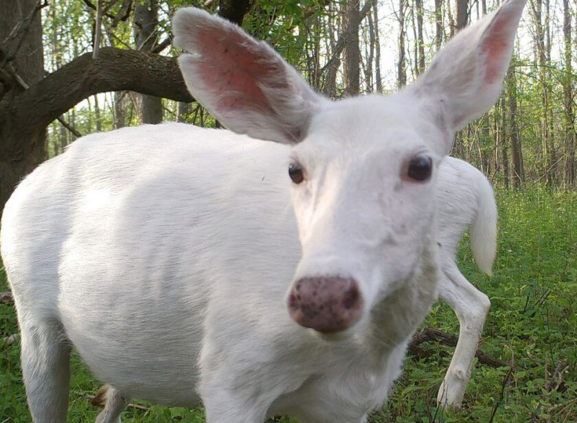 This May 17, 2017, photo shows a white deer captured by a trail camera at the Seneca Army Depot in upstate New York. Public bus tours to view a rare herd of ghostly white deer at a former World War II Army weapons depot. | Dennis Money via AP