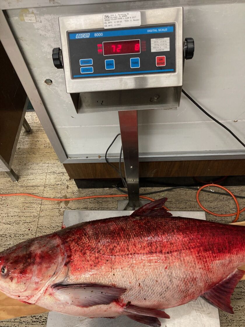 Jarrett Knize’s bighead carp, bigger than the Illinois record, on the certified scale at Henry’s Sports and Bait. Provided by Henry’s Sports and Bait