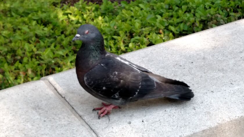 What would an urban birding be without a pigeon.<br>Credit: Dale Bowman