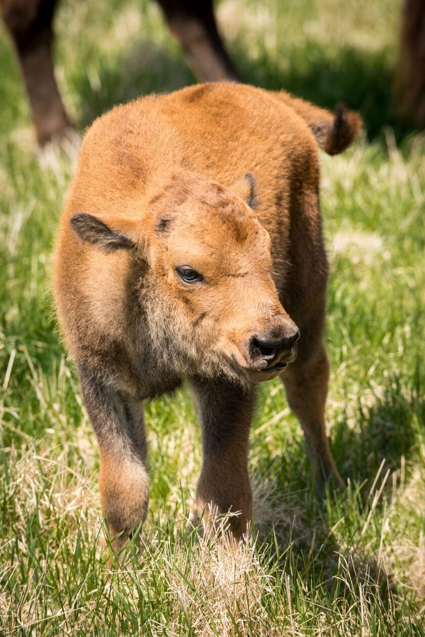 The newest addition to the American bison herd at the Fermilab facility in Batavia was born April 25. About 12 more calves are expected this spring. | Fermilab photo