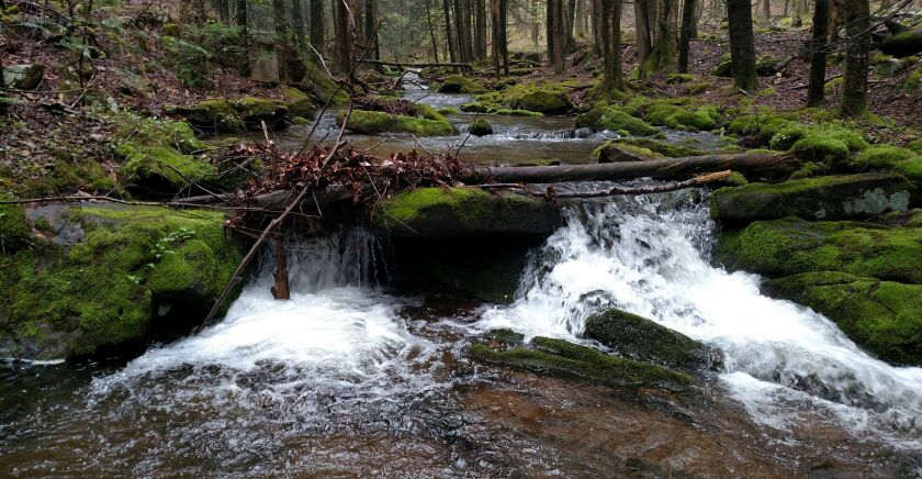 One place where Dale Bowman wants his ashes spread is at the headwaters/spring at this tiny trout stream in Pennsylvania, where the inspiration for his first outdoor magazine sale came. Credit: Dale Bowman