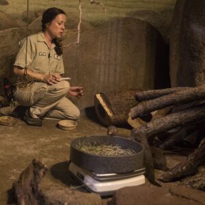 Dara Kelly feeds and weighs the mongoose. | Ashlee Rezin/Sun-Times