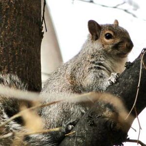 A gray squirrel in Wicker Park. | Alisa Hauser/For the Sun-Times
