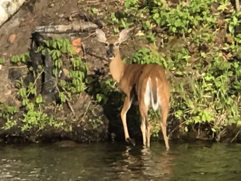 Doe in the water in northern Wisconsin. Credit: Vickie O’Malley