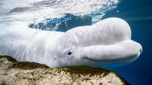 This photo provided by the Shedd Aquarium shows a beluga whale named Beethoven swimming on May 1, 2023, at the aquarium in Chicago.