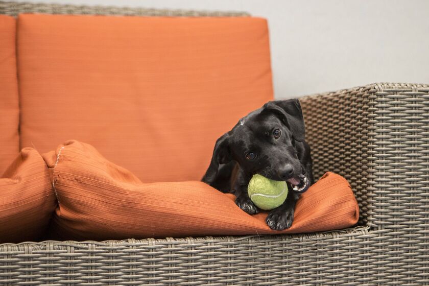 The Shedd’s latest addition is a 10-month-old dachshund/terrier mix, Peach. | © Shedd Aquarium/Brenna Hernandez