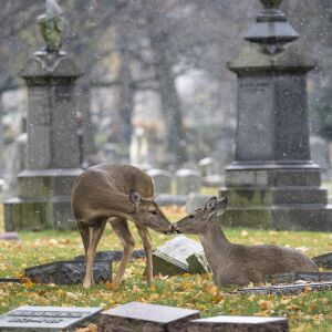 As light snow falls across Chicago, a herd of white-tailed deer graze in Rosehill Cemetery at 5800 N. Ravenswood Ave. on the North Side, Wednesday afternoon, Nov. 16, 2022.