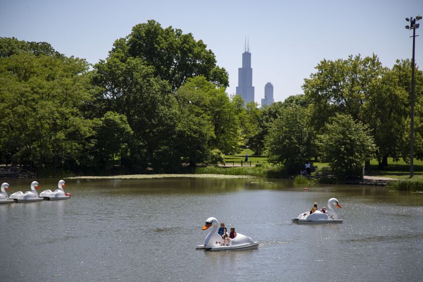 Two Families in swan boats coast along in the Humboldt Park Lagoon In Humboldt Park, Chicago, Monday June 8, 2020. According Maggie Szot, and employee at the rental station, the amount of people renting swan boats has increase steadily since Saturdays opening. The majority of those renting have been families with children. The city of Chicago has reopened parks west of Lake Shore Drive.