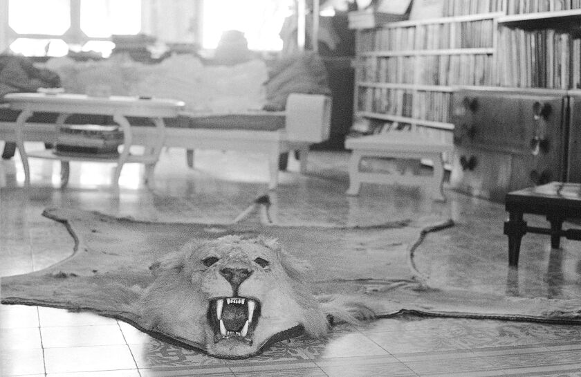 In this May 10, 1965, file photo, the skin of one of the lions Ernest Hemingway killed is displayed on the library floor of Hemingway’s home in Cuba. (AP Photo/File)